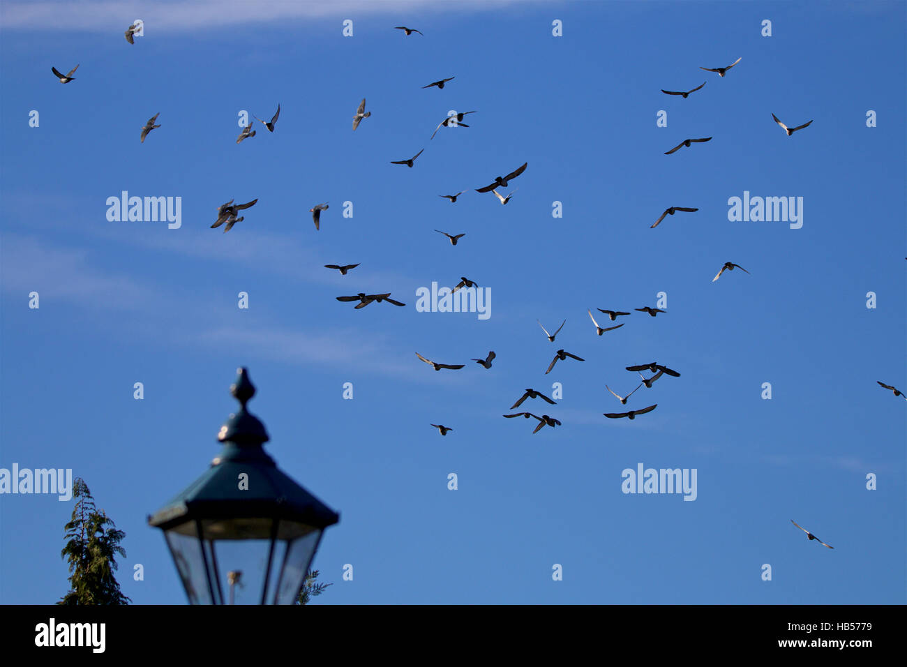 Nuée d'oiseaux voler à travers le ciel bleu Banque D'Images