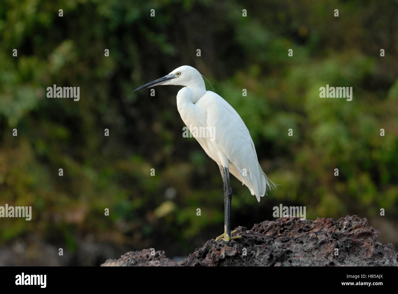 Aigrette garzette (Egretta garzetta). Goa, Inde Banque D'Images
