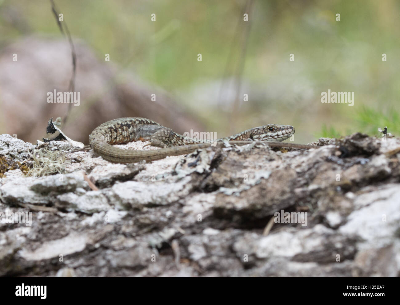 Erhard's lézard des murailles (Podarcis erhardii rock) sur le Mont Parnasse en région de Grèce Banque D'Images