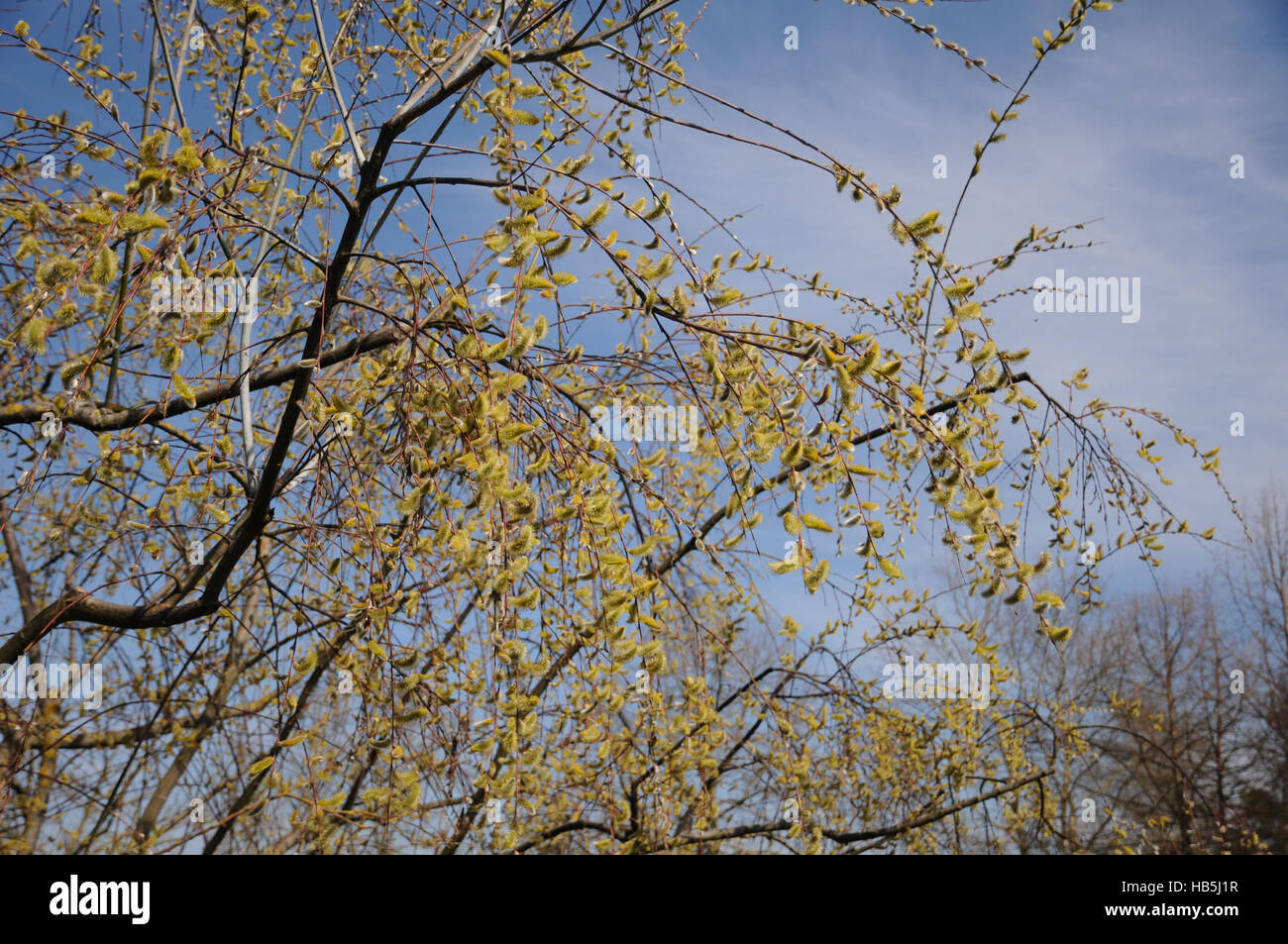 Saule Salix acutifolia, Longleaved Banque D'Images