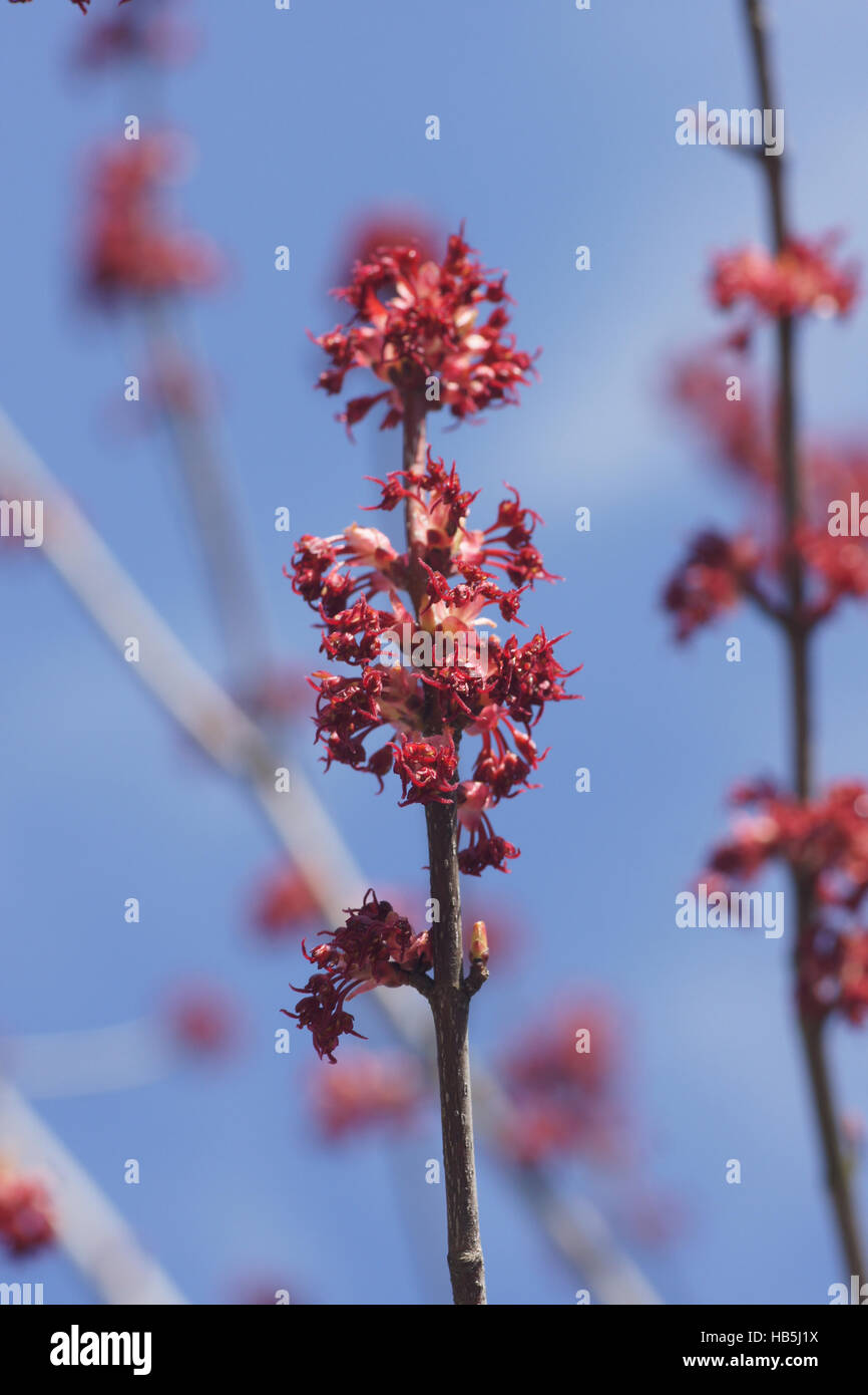 Acer Rouge Acer rubrum flower Banque de photographies et d’images à haute ...