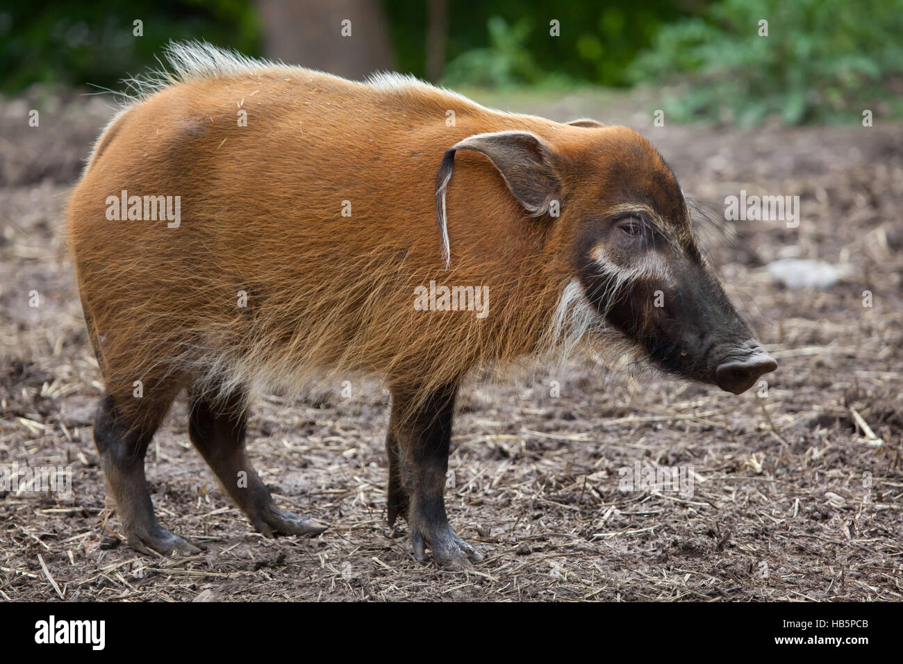 La rivière Rouge (porc-Potamochoerus porcus), aussi connu sous le potamochère. Banque D'Images