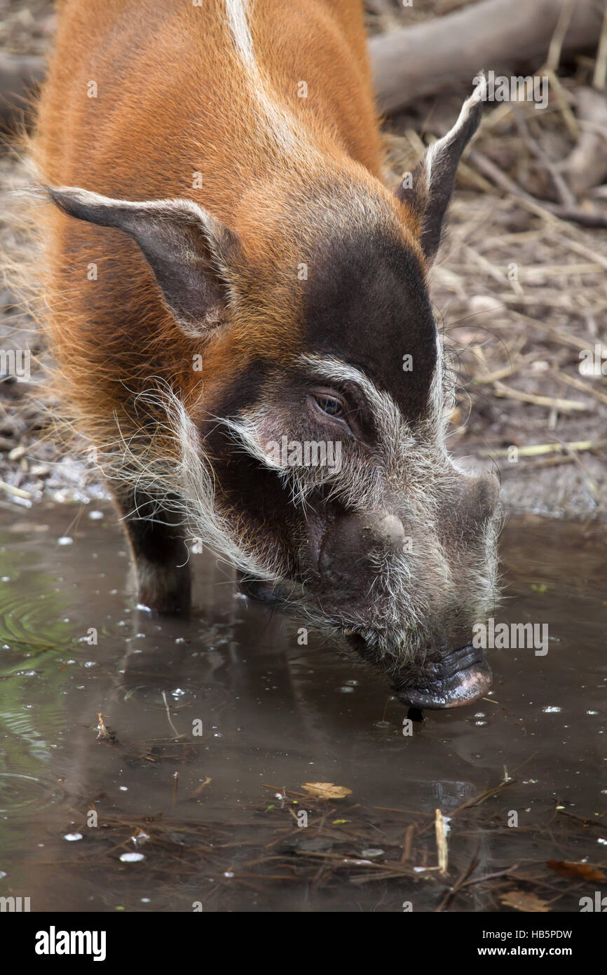 La rivière Rouge (porc-Potamochoerus porcus), aussi connu sous le potamochère. Banque D'Images