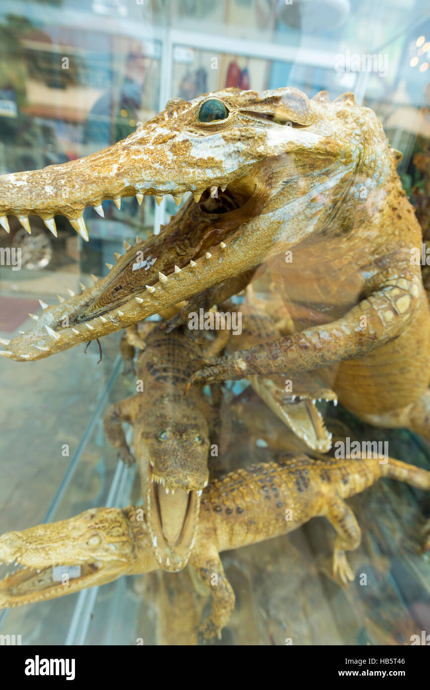 Les petits crocodiles morts dans un magasin de souvenirs, Siem Reap au Cambodge Banque D'Images