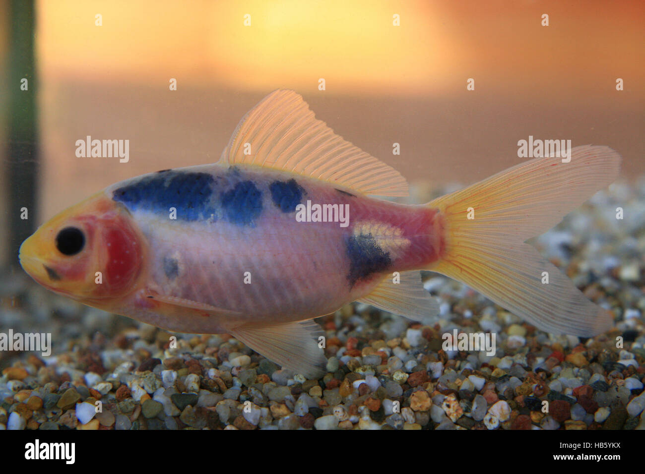 Shubunkin Banque D Image Et Photos Alamy