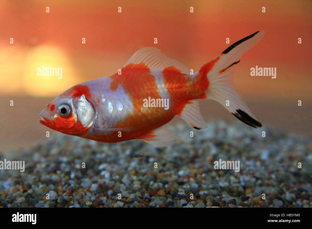 Shubunkin Banque D Image Et Photos Alamy