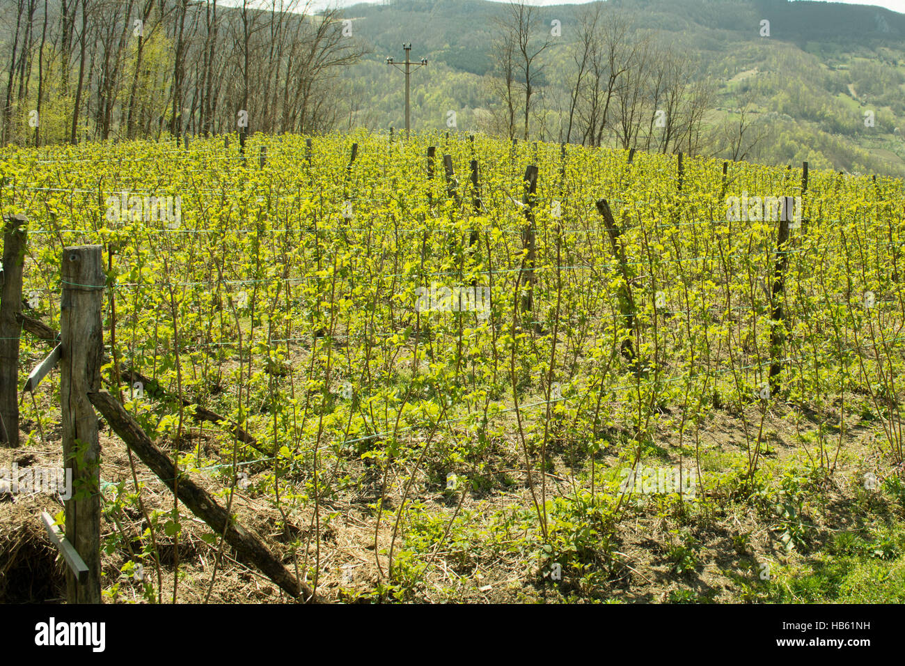 Au début du printemps sur le terrain de framboise Banque D'Images