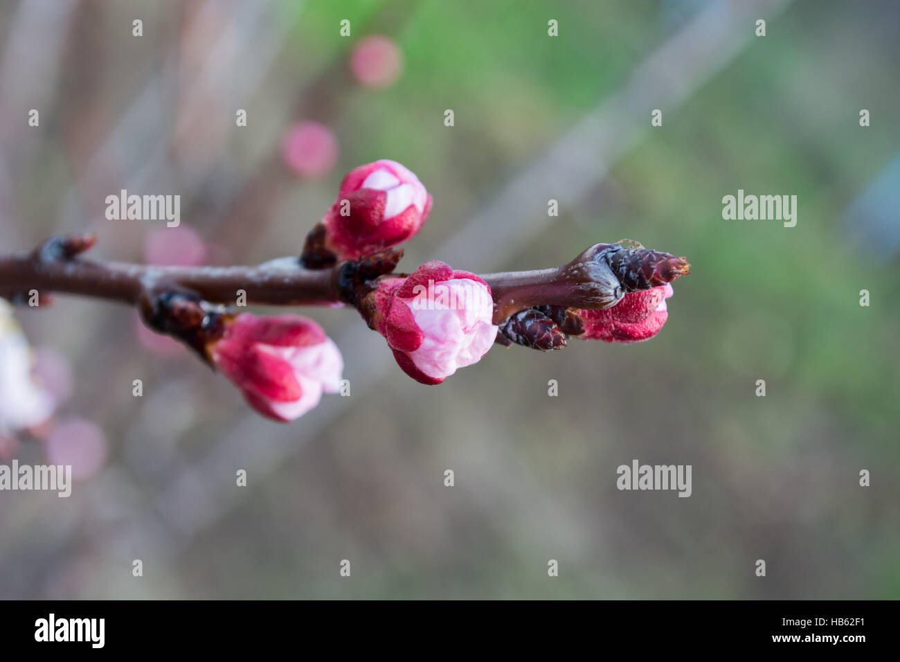 Bourgeons sur une branche d'abricot Banque D'Images