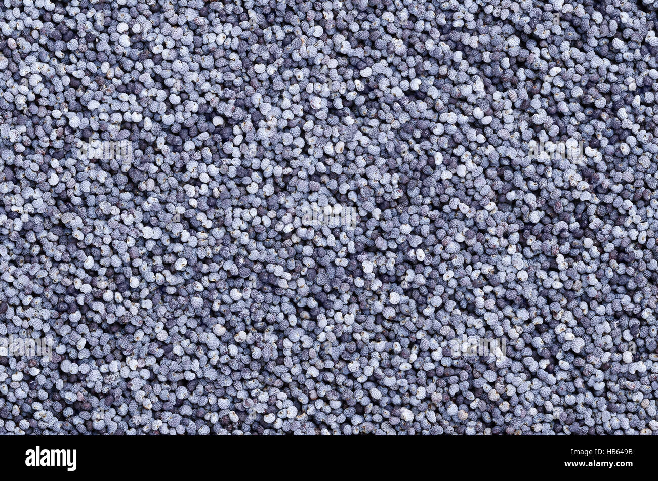 Graines de pavot bleu à partir de ci-dessus. À partir d'oléagineux, de pavot somniferum papier, avec de minuscules graines en forme de haricot, de moins d'un millimètre. Banque D'Images Graines de pavot bleu à partir de ci-dessus. À partir d'oléagineux, de pavot somniferum papier, avec de minuscules graines en forme de haricot, de moins d'un millimètre. Banque D'Images