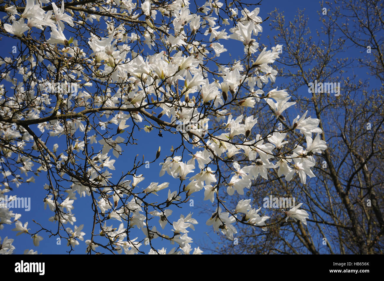 Magnolia salicifolia magnolia à feuilles de saule, Banque D'Images