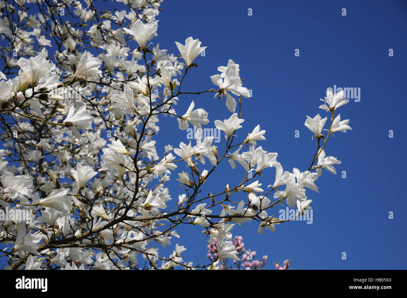 Magnolia salicifolia magnolia à feuilles de saule, Banque D'Images