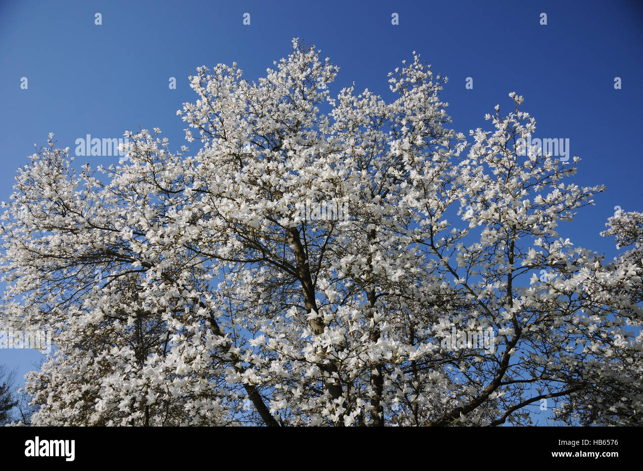 Magnolia salicifolia magnolia à feuilles de saule, Banque D'Images