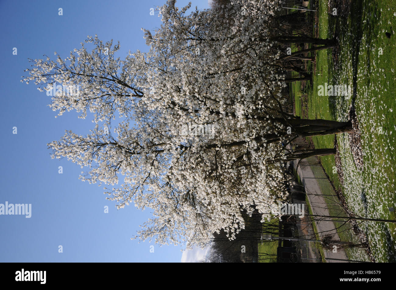 Magnolia salicifolia magnolia à feuilles de saule, Banque D'Images