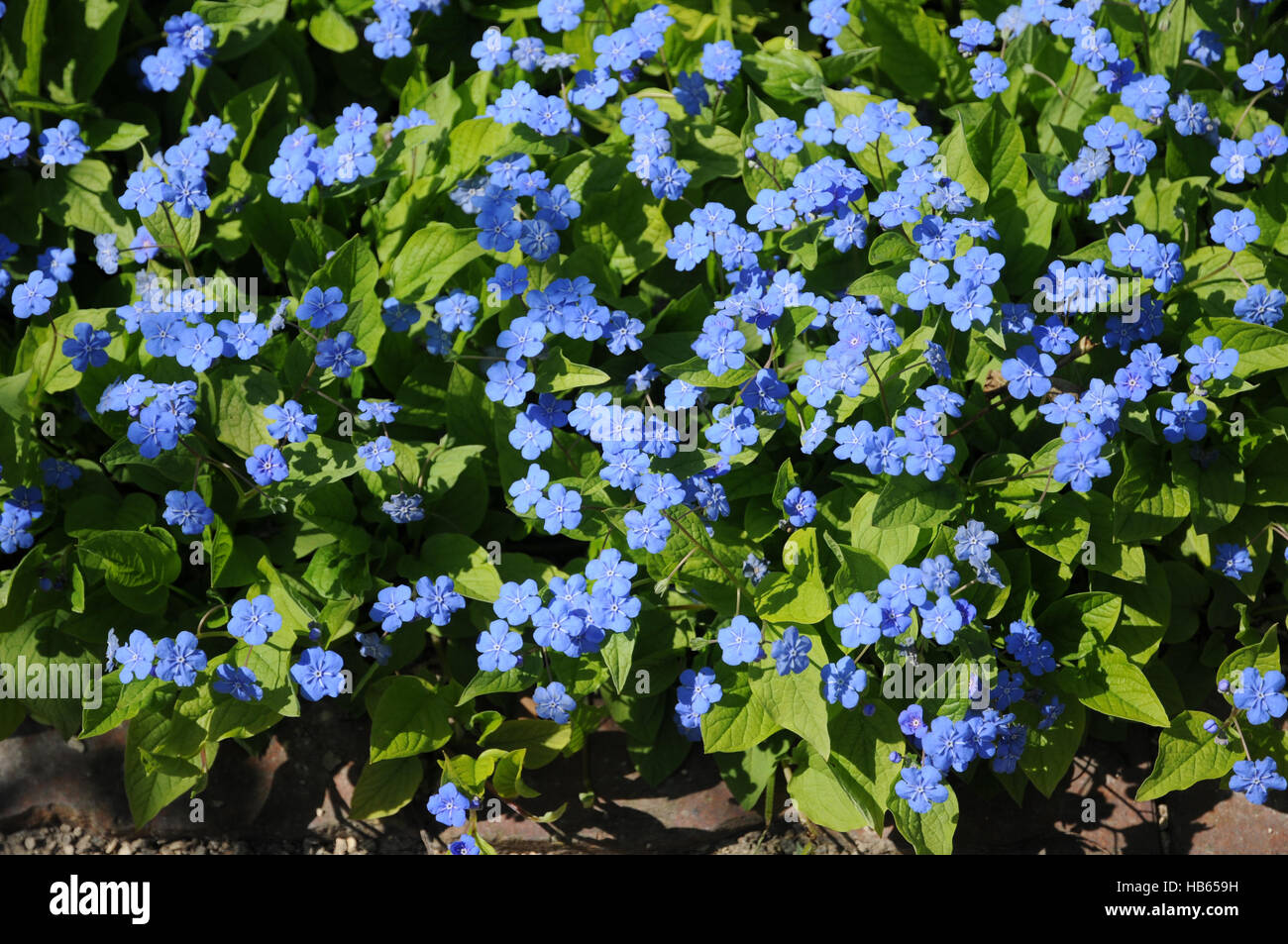 Omphalodes verna, navelwort rampante Banque D'Images