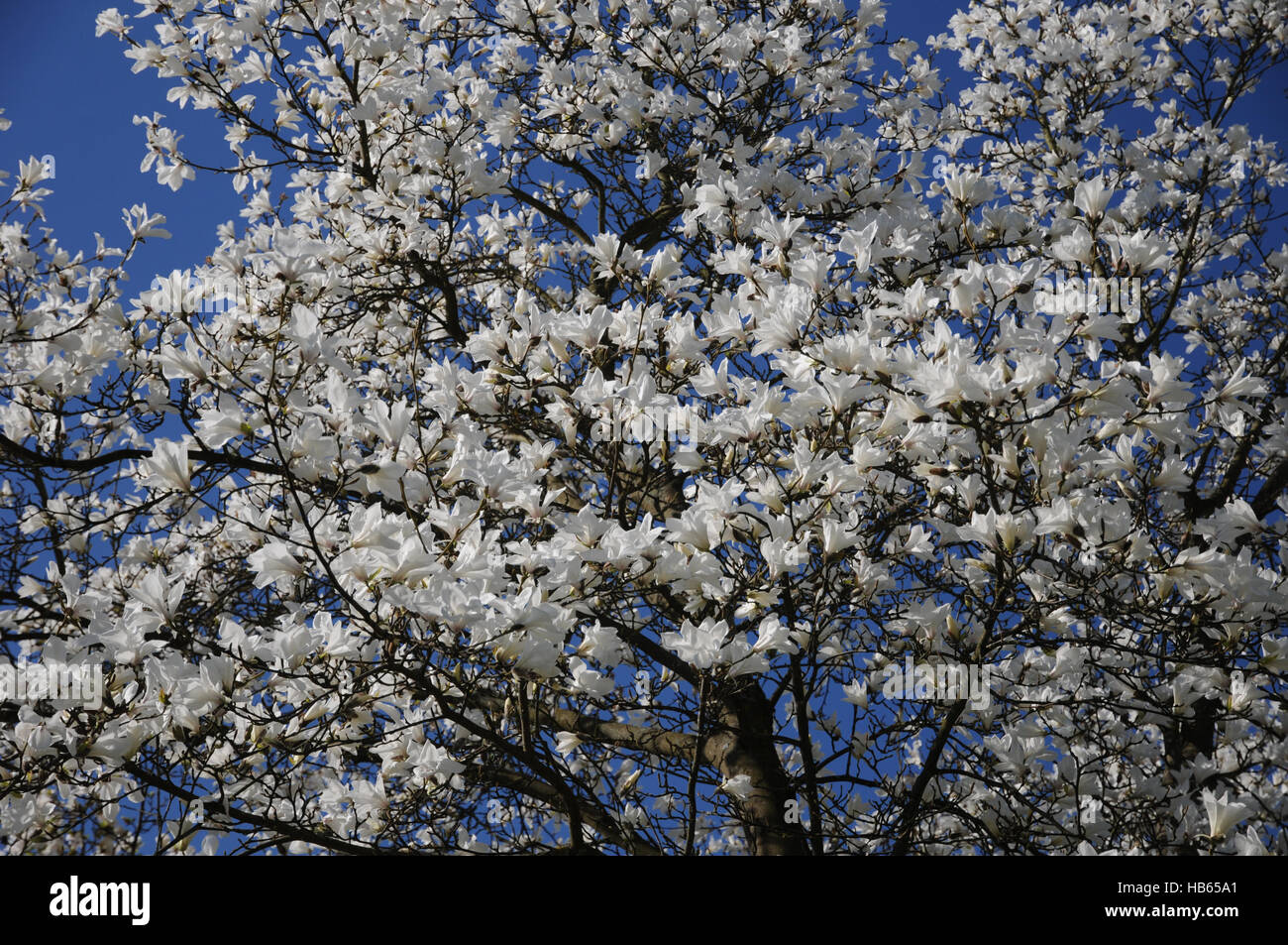 Magnolia salicifolia magnolia à feuilles de saule, Banque D'Images