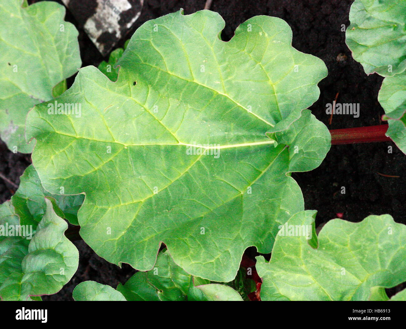 Faites défiler la feuille de rhubarbe vert avec du jaune Banque D'Images