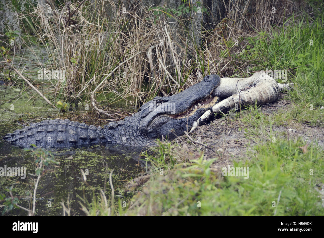 Grand Manger Alligator Floride Banque D'Images