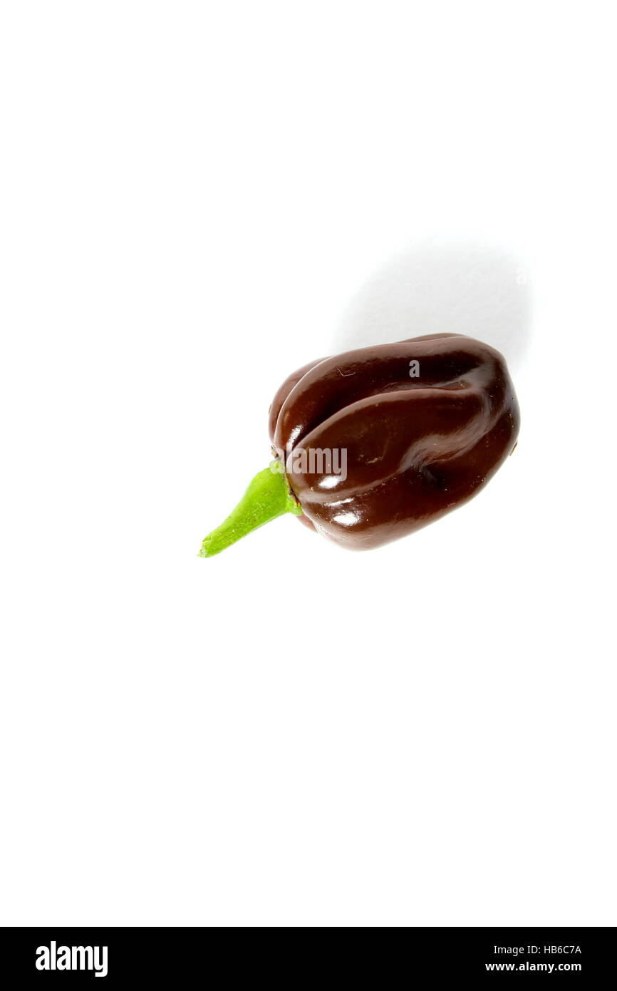Brown piment Habanero isolé sur fond blanc Banque D'Images