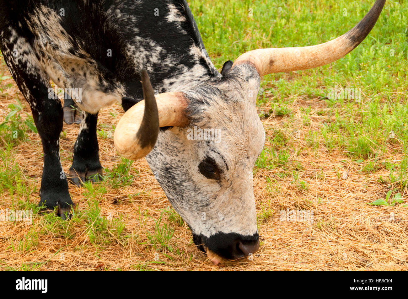 Longhorn bovins, Lyndon B. Johnson National Historical Park, Texas Banque D'Images