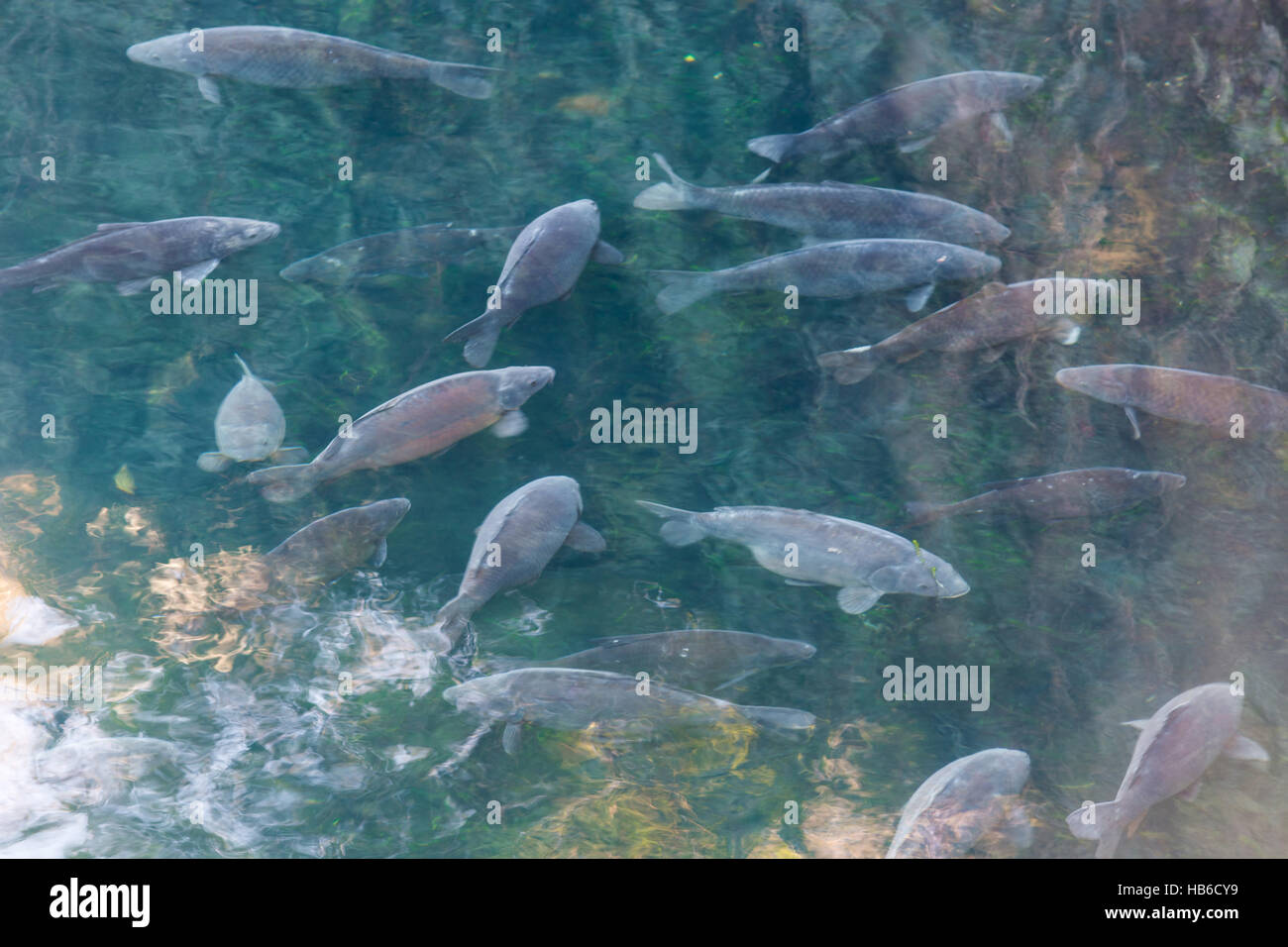 Avec l'étang du poisson carpe sauvage Banque D'Images