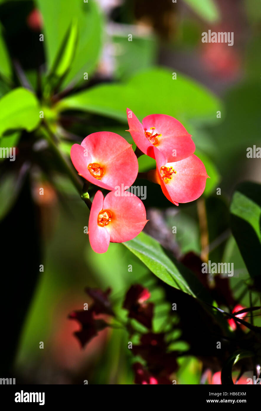 Close up de fleurs d'une plante Christ Banque D'Images