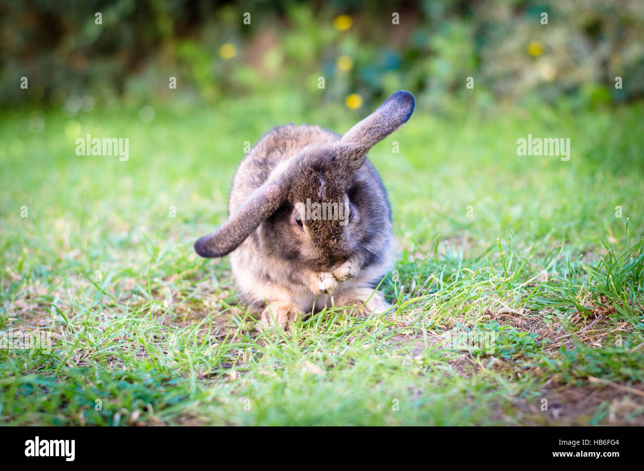 Animal bébé lapin dans l'herbe verte Banque D'Images