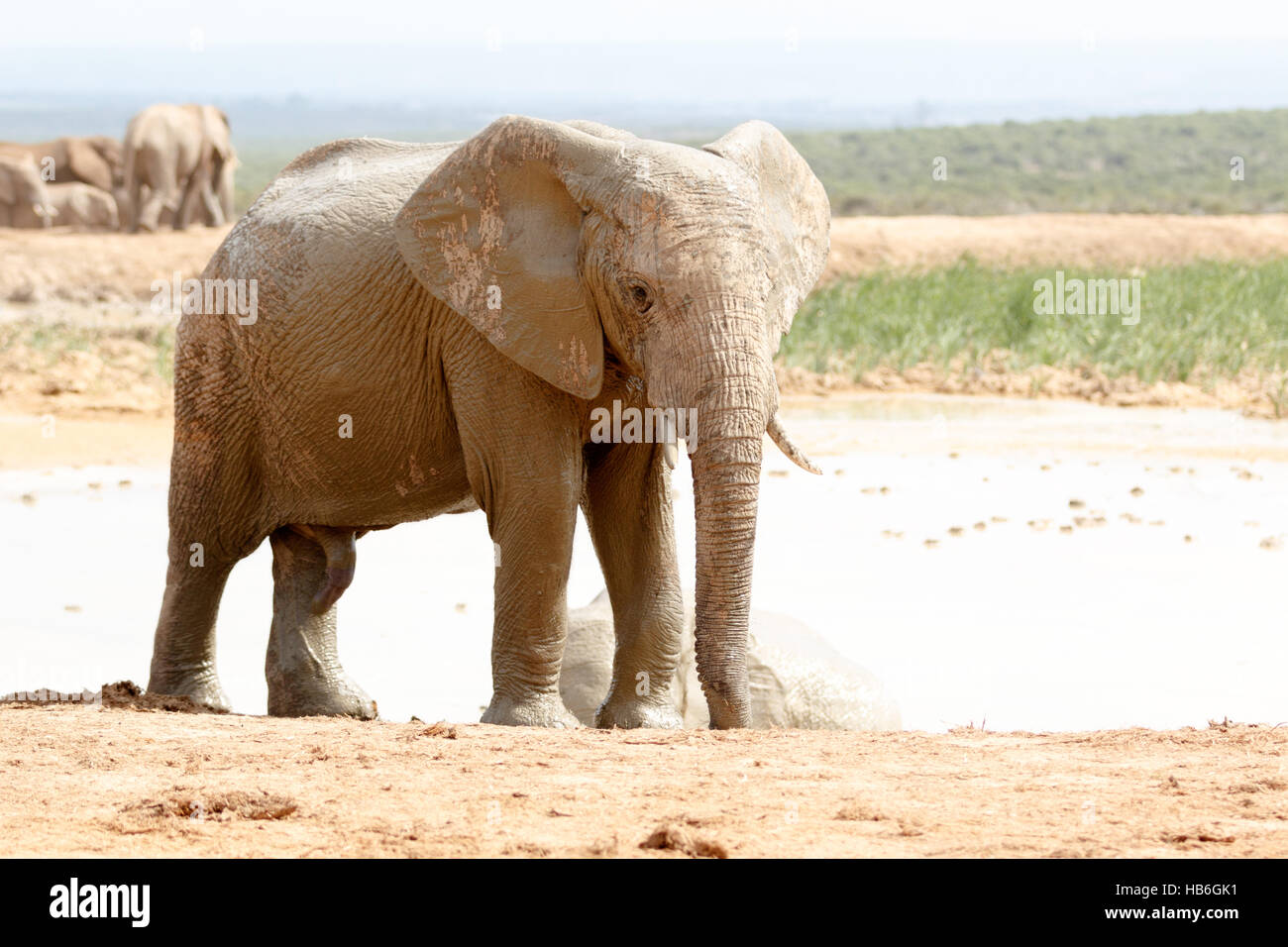 L'heure du bain des éléphants Banque D'Images