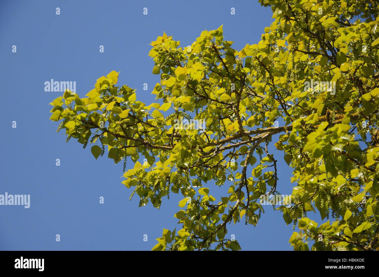 Populus balsamifera Peuplier baumier au printemps Banque D'Images