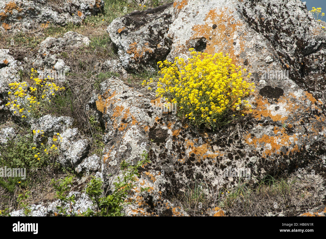 Fleurs de montagne jaune on rock Banque D'Images