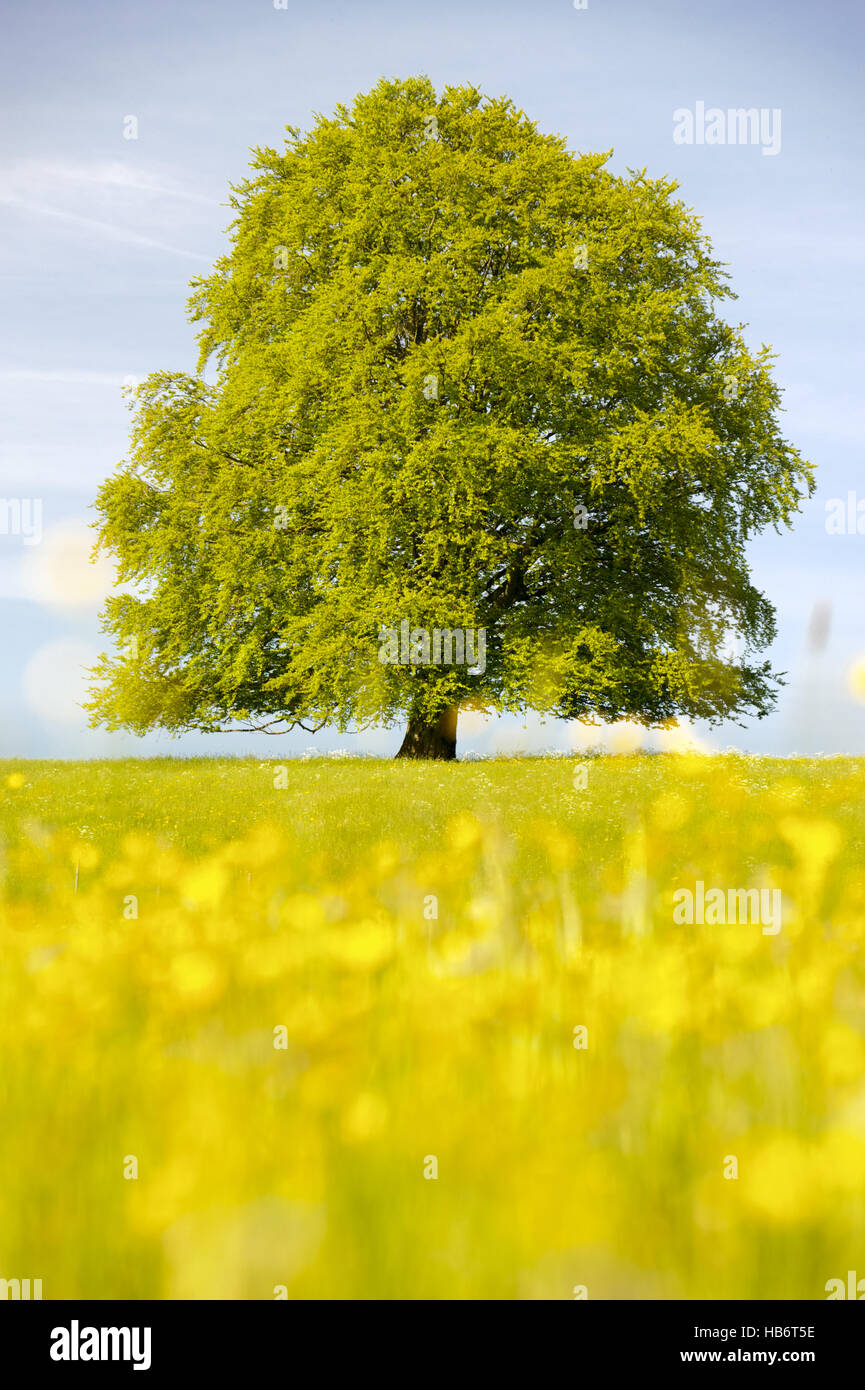 Seul gros hêtre arbre au printemps Banque D'Images