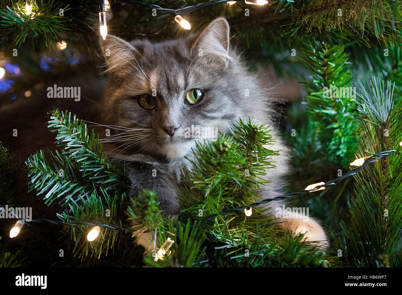 Chat mignon en arbre de Noël Banque D'Images