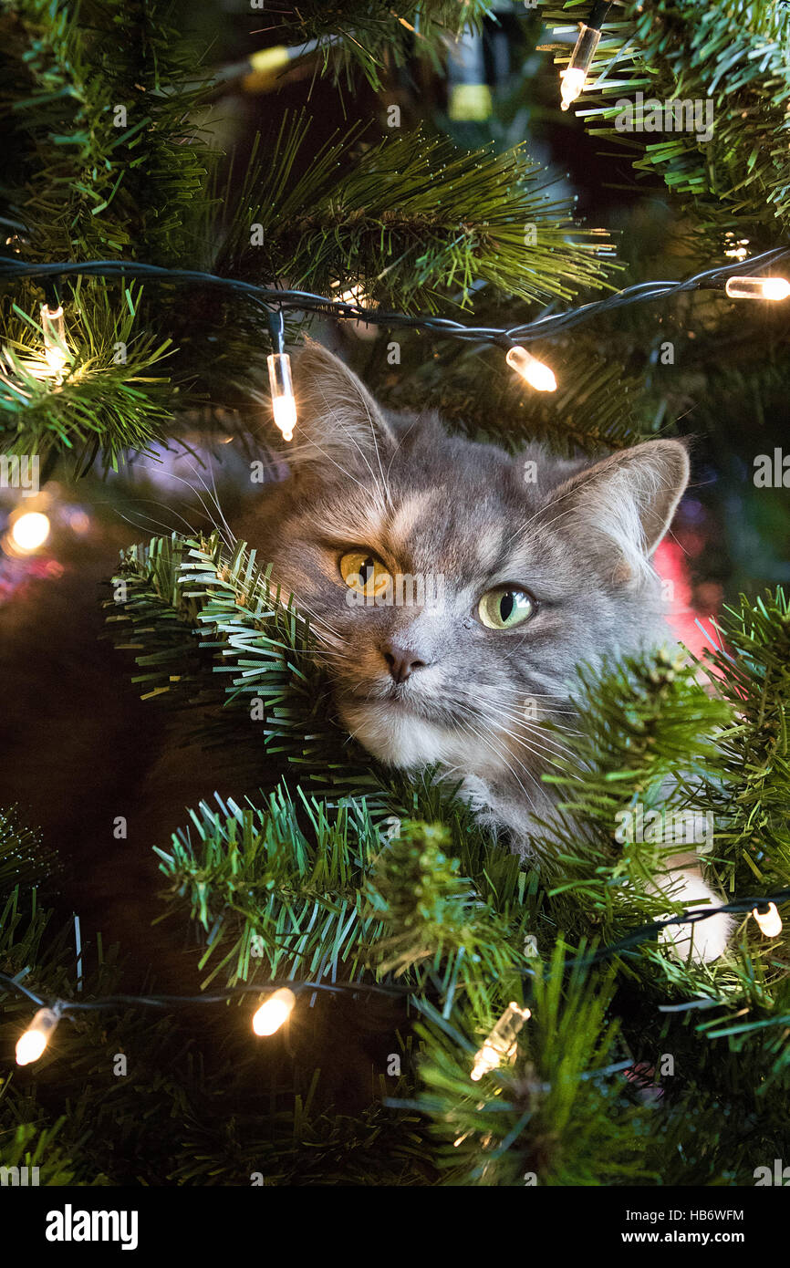 Chat mignon en arbre de Noël Banque D'Images
