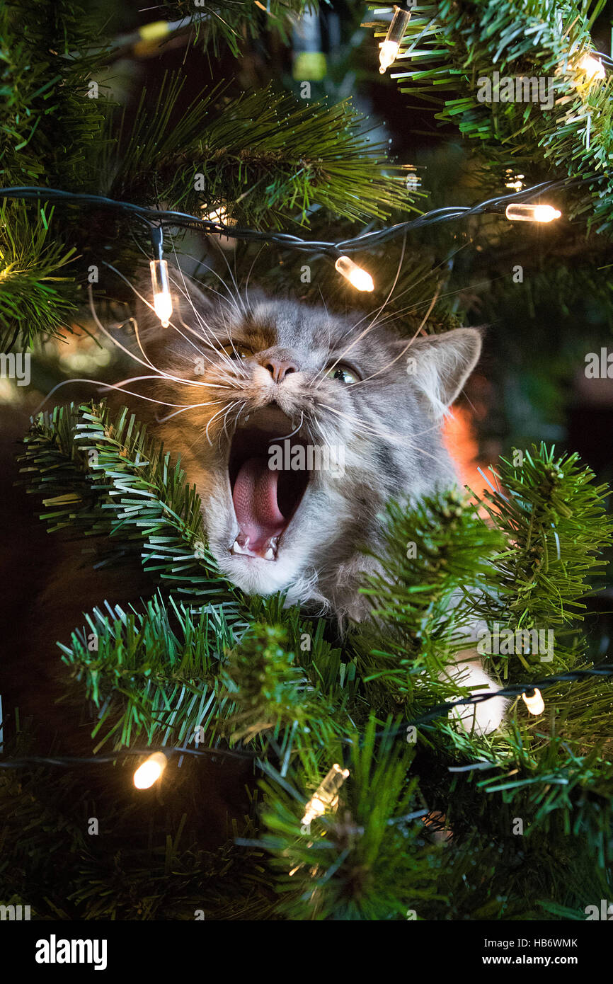 Chat mignon en arbre de Noël Banque D'Images
