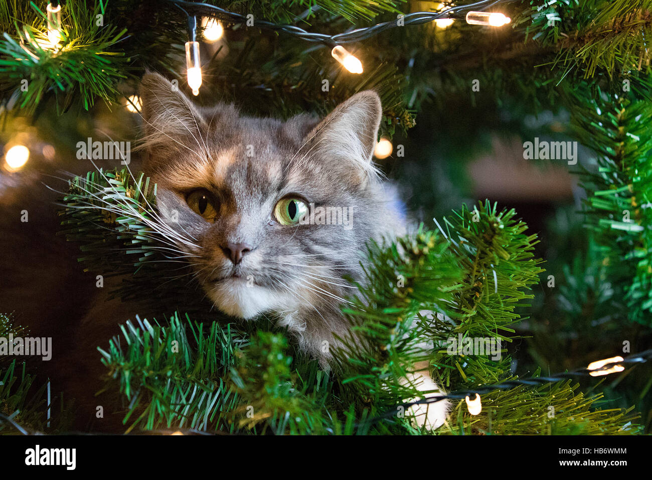 Chat mignon en arbre de Noël Banque D'Images