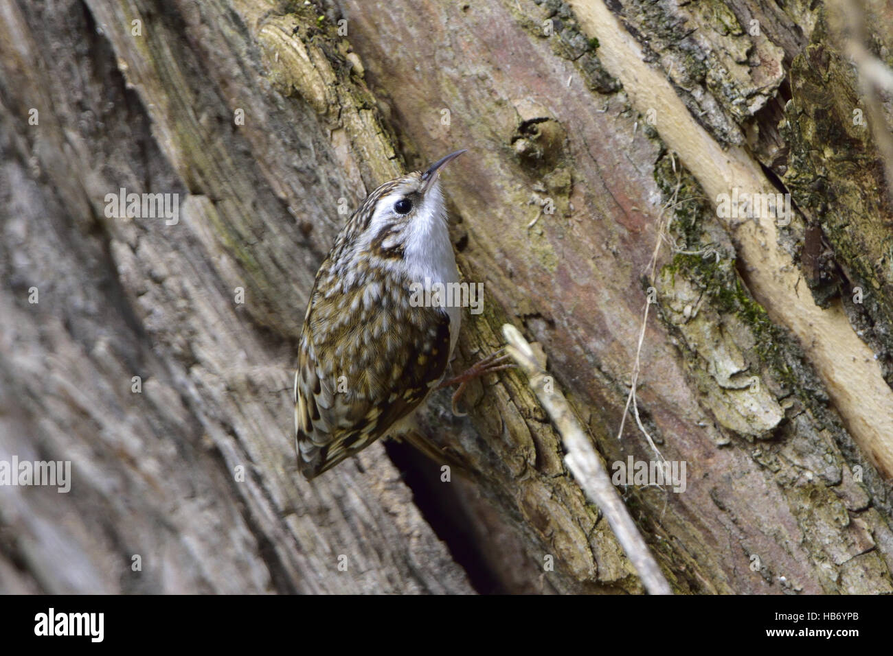 Bruant eurasien Banque D'Images