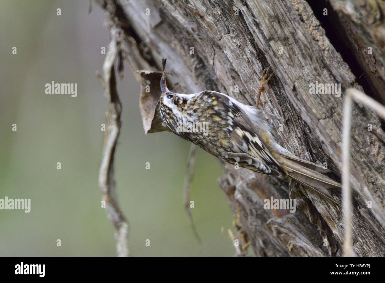 Bruant eurasien Banque D'Images