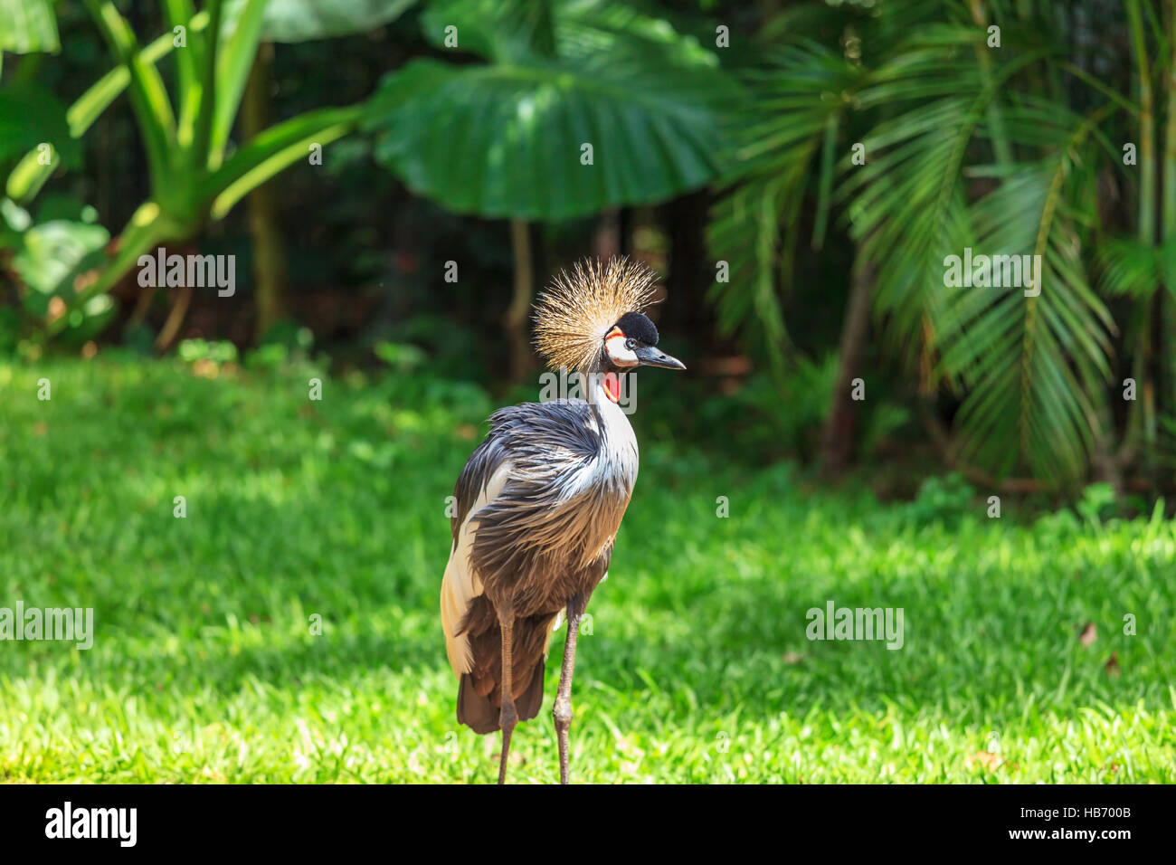Grue couronnée magnifique Banque D'Images