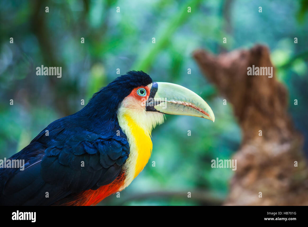 Grand oiseau Banque D'Images
