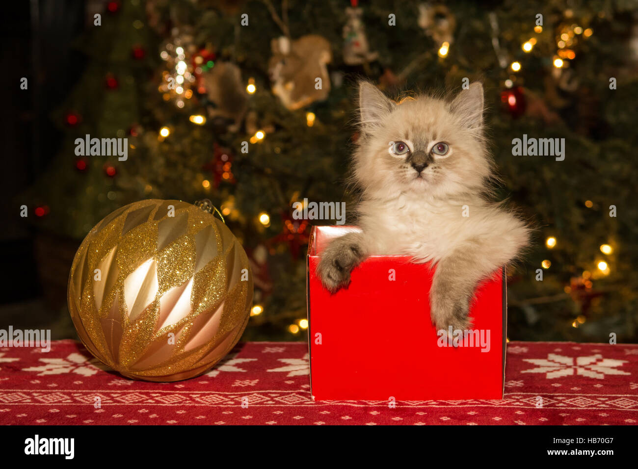 Chaton de Noël Banque D'Images