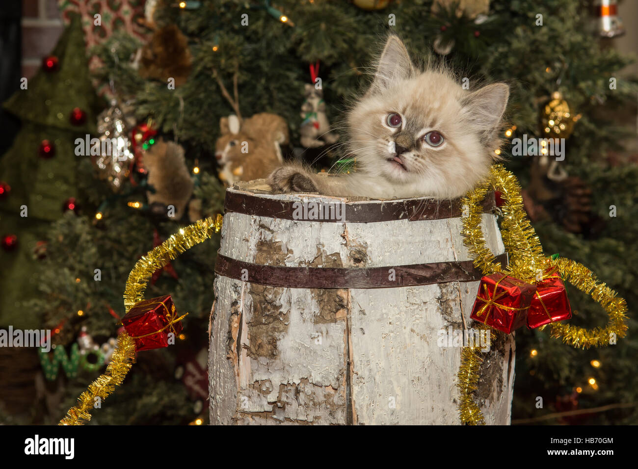 Chaton de Noël Banque D'Images