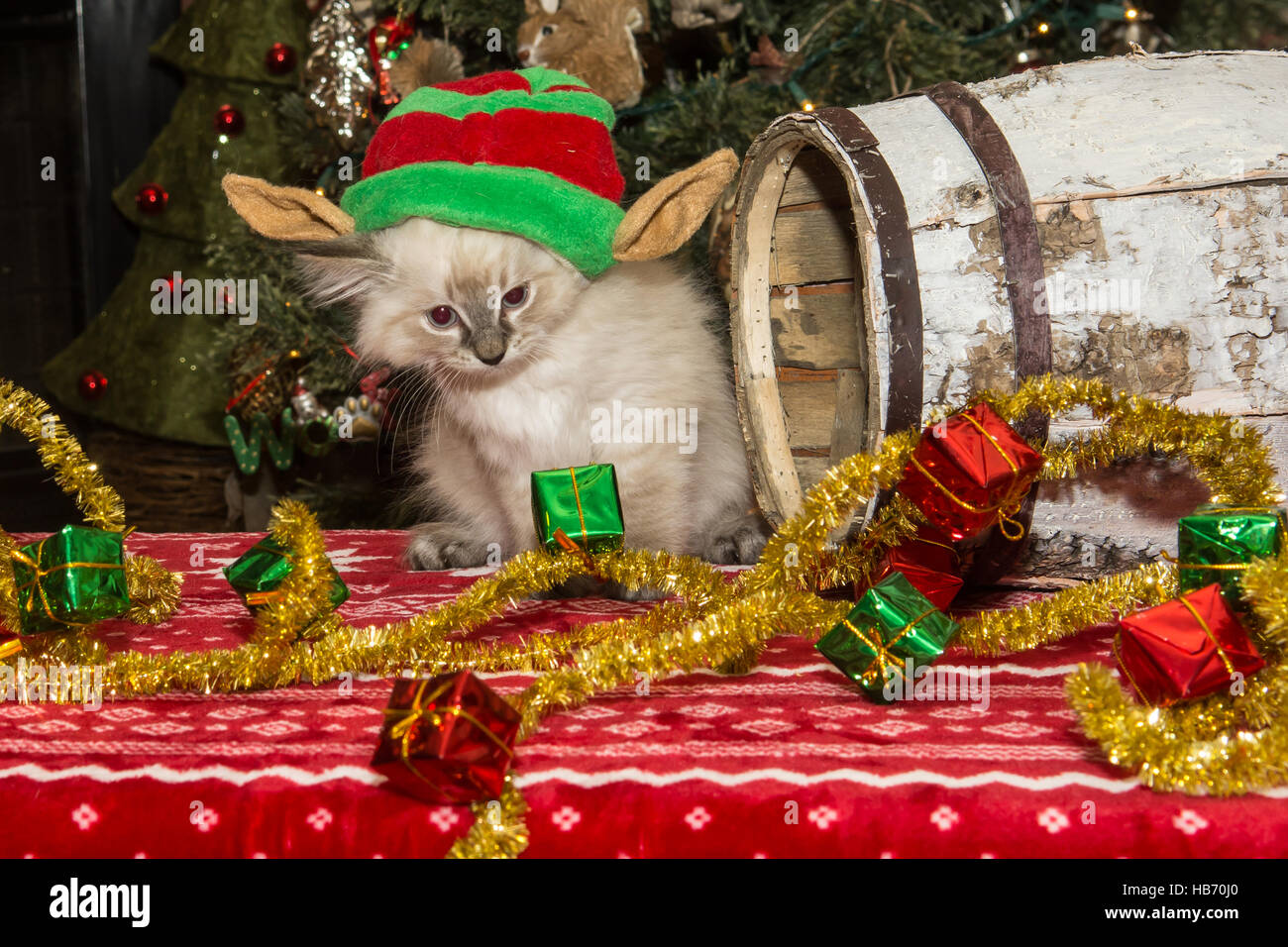 Chaton de Noël Banque D'Images
