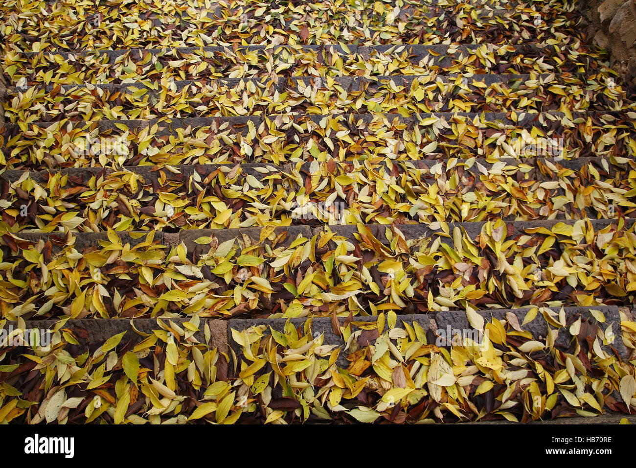 Feuilles jaunes couvrant les étapes d'un escalier Banque D'Images