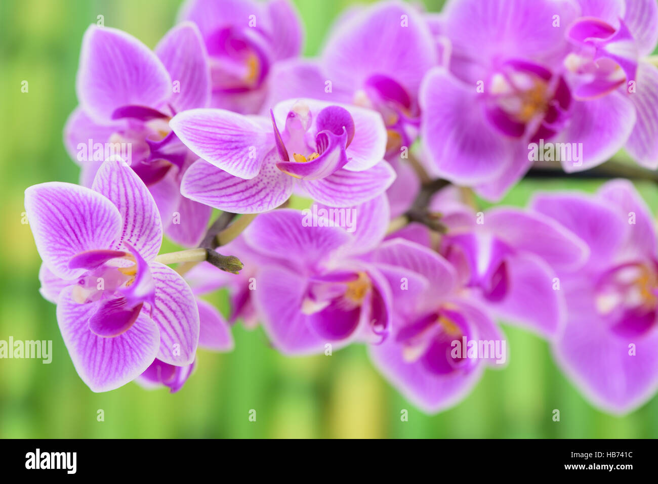 Jardin zen japonais avec orchidée fleur Banque D'Images