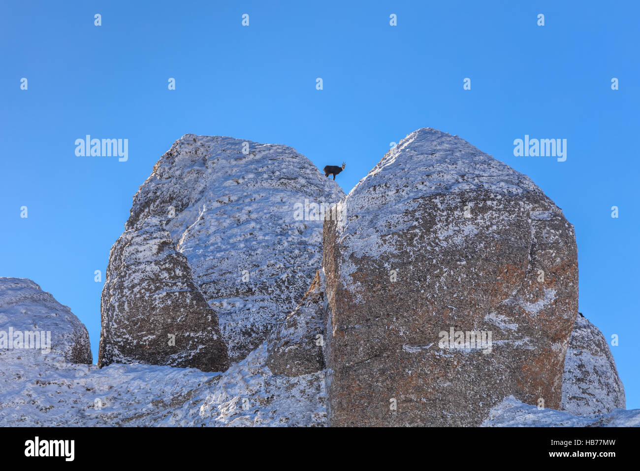 Chamois (Rupicapra Carpatica) sur une montagne Banque D'Images