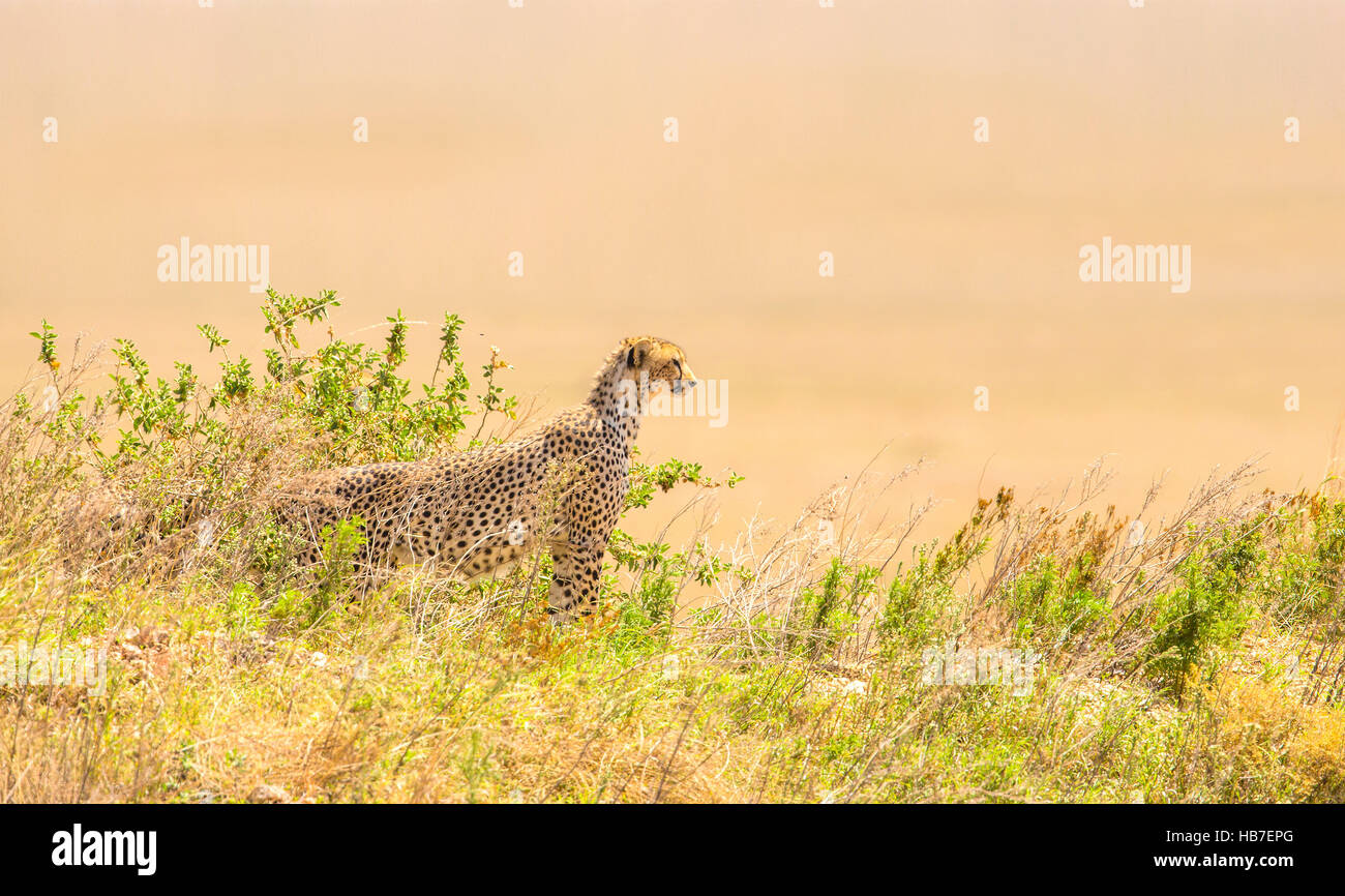 Guépards africains sur une colline à Serengeti Banque D'Images