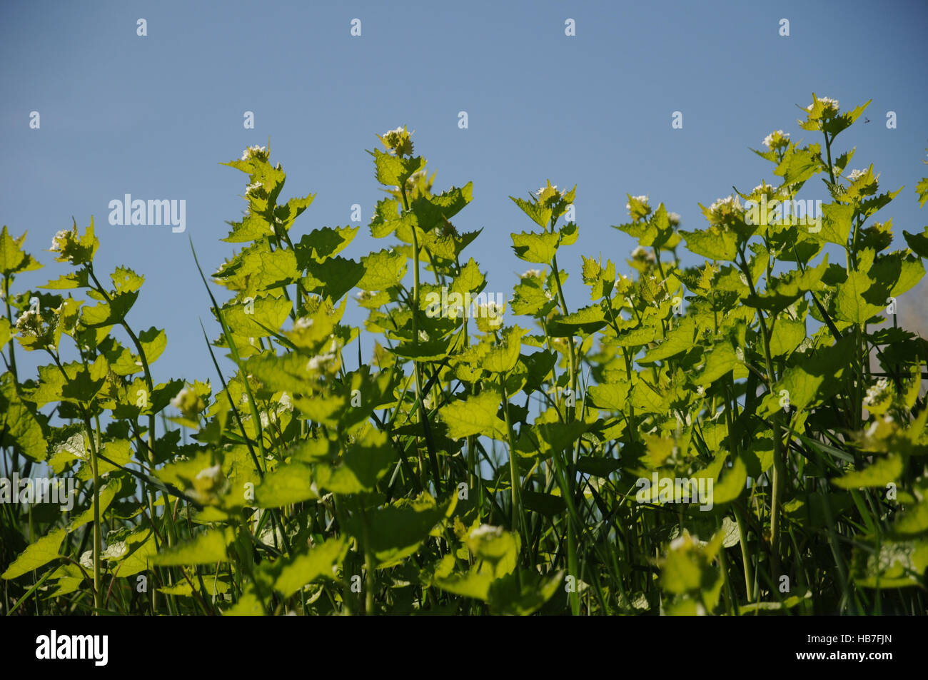 Alliaria petiolata, ail de couverture Banque D'Images