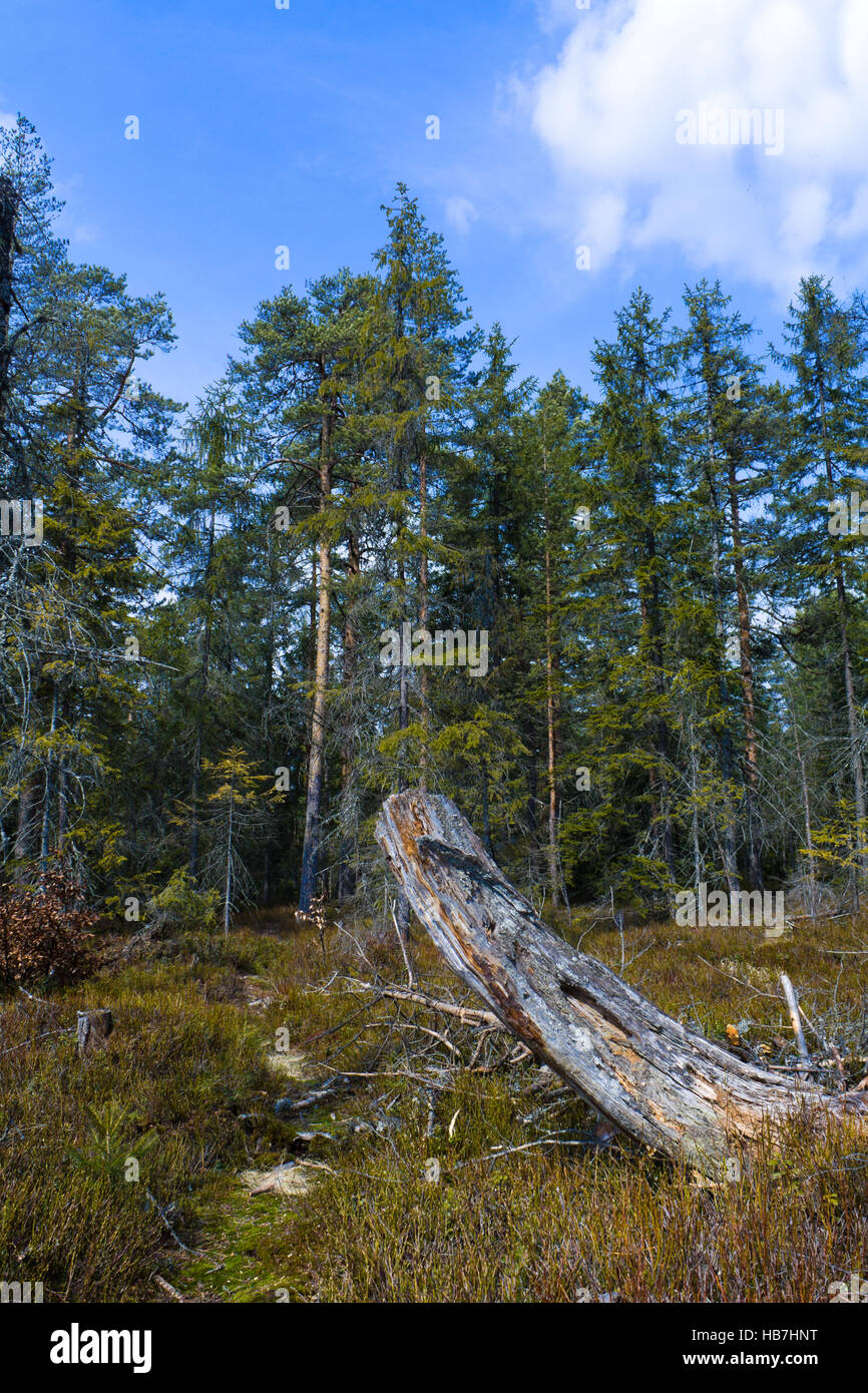 Un sentier qui mène à travers les pins et de muskeg Banque D'Images