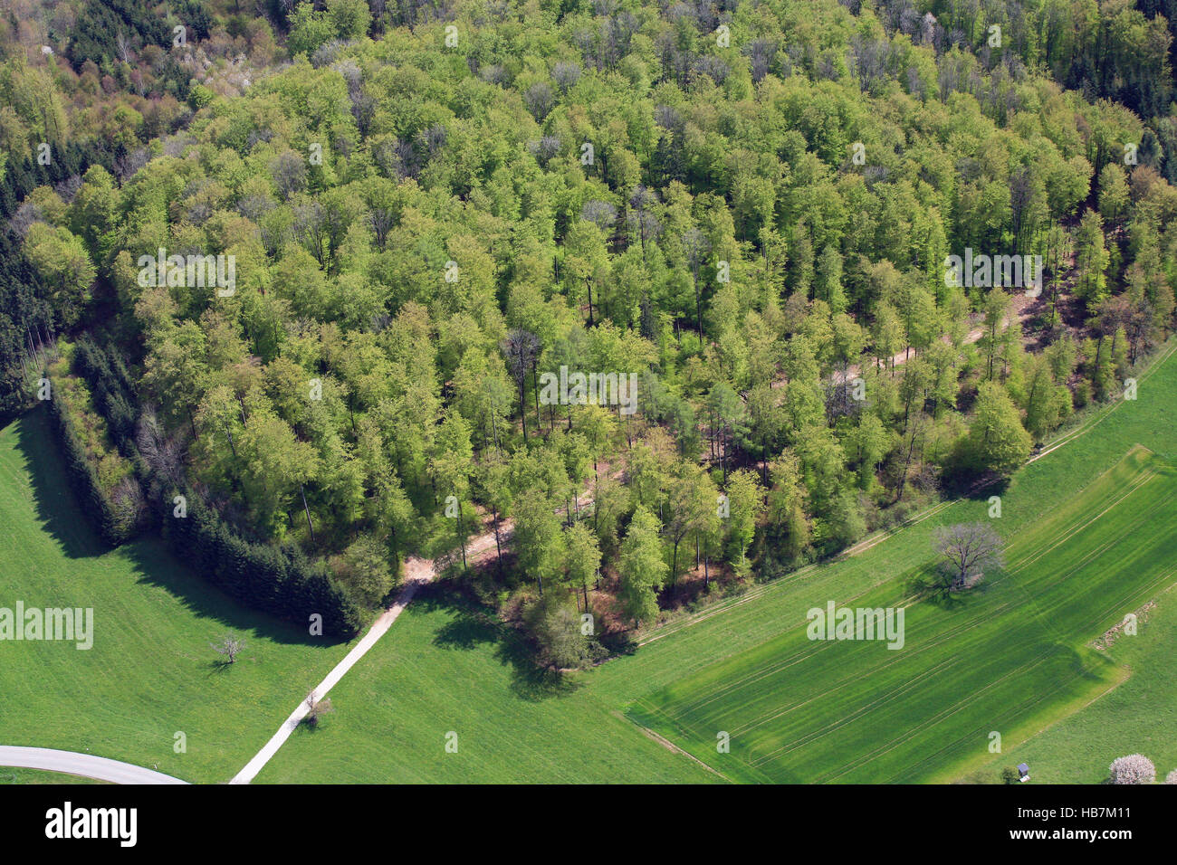 Forêt mixte au printemps Banque D'Images