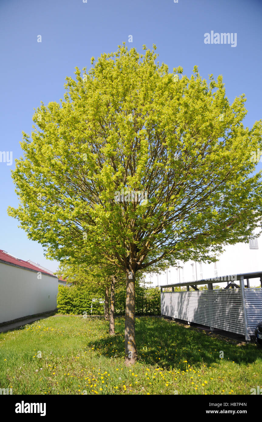 Acer Campestre Nanum Dwarf Field Banque De Photographies Et D images acer-campestre-nanum-dwarf-field-banque-de-photographies-et-d-images