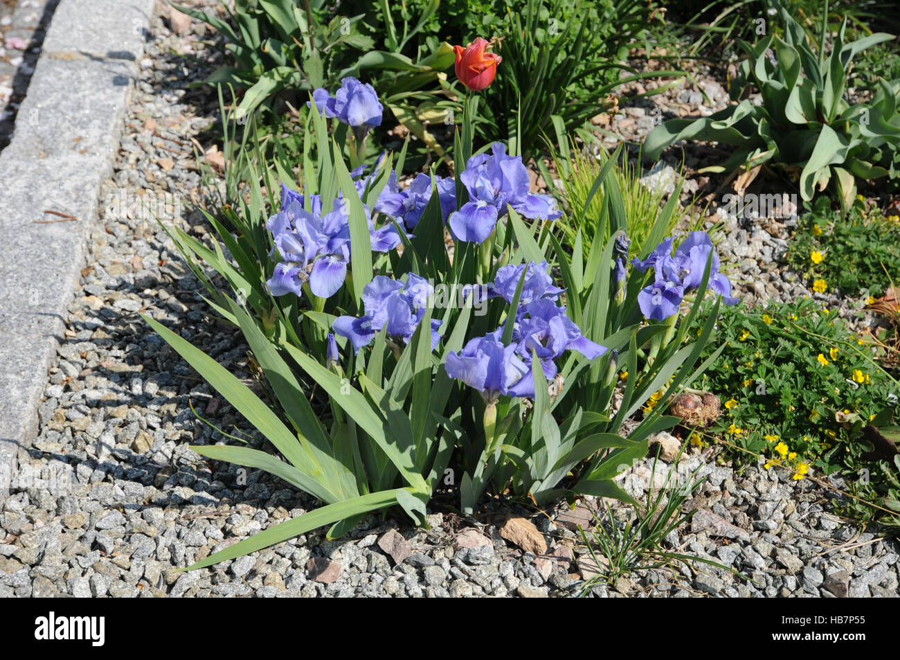 Iris barbata - nana, iris nain Banque D'Images